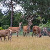 WildFreizeitpark_Klotten_028