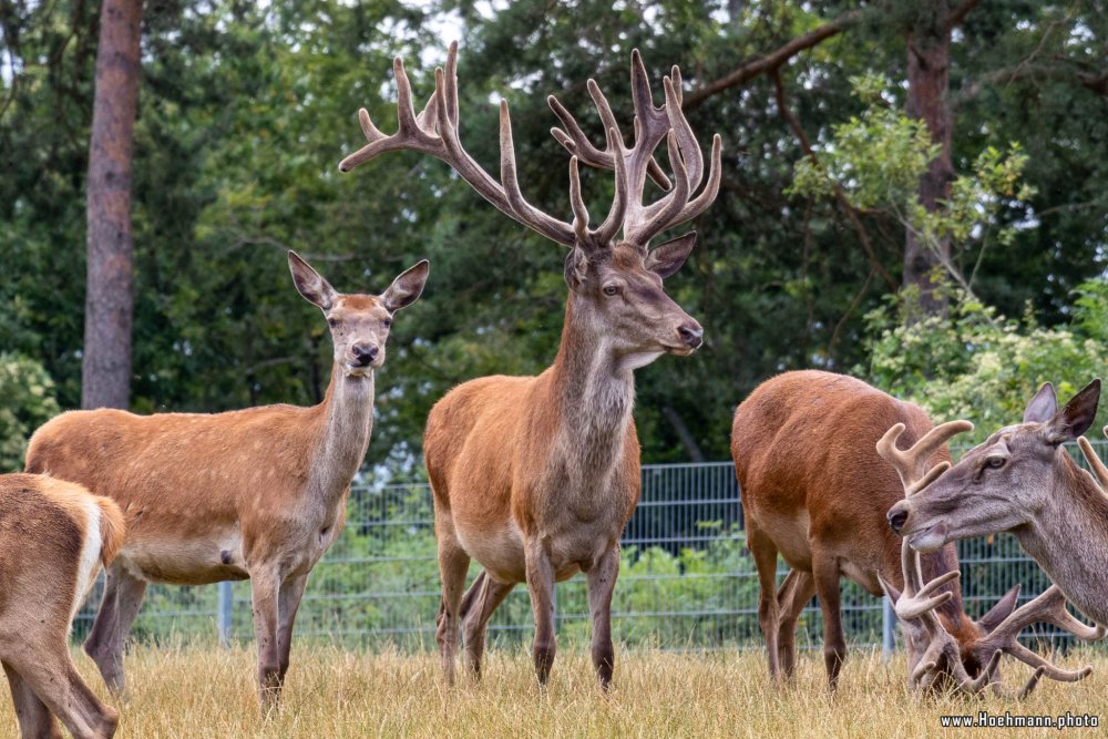 WildFreizeitpark_Klotten_029
