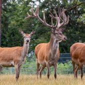 WildFreizeitpark_Klotten_029