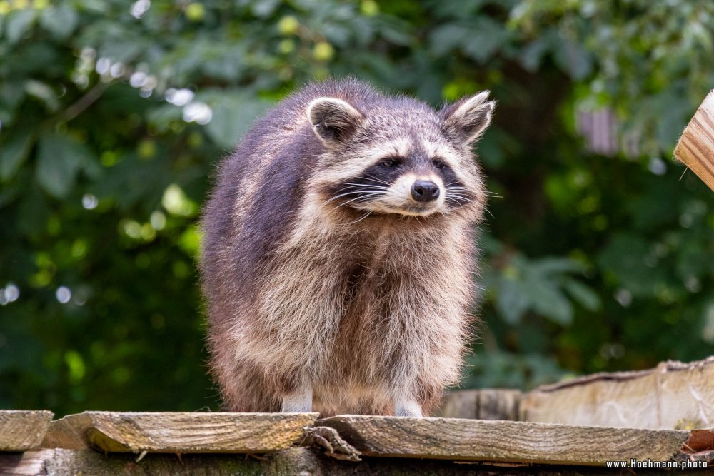 WildFreizeitpark_Klotten_032
