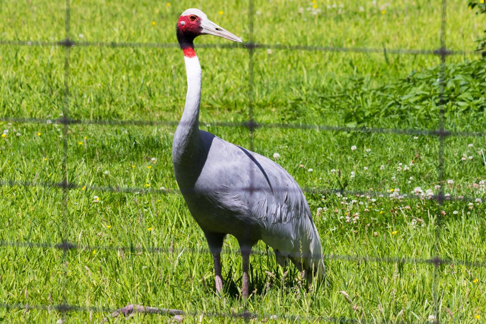 Dortmunder-Zoo_020