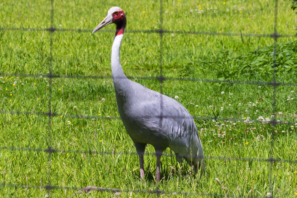 Dortmunder-Zoo_021