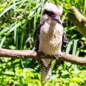 Dortmunder-Zoo_025