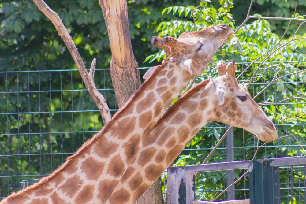 Dortmunder-Zoo_029