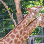 Dortmunder-Zoo_029