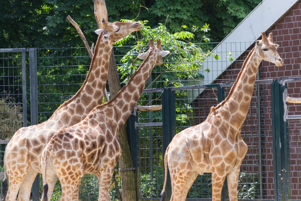 Dortmunder-Zoo_032