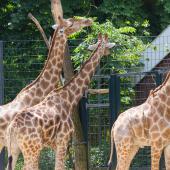 Dortmunder-Zoo_032