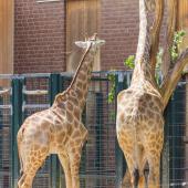 Dortmunder-Zoo_033