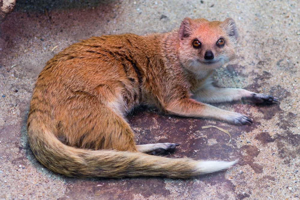 Dortmunder-Zoo_038