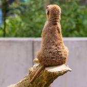 Dortmunder-Zoo_042