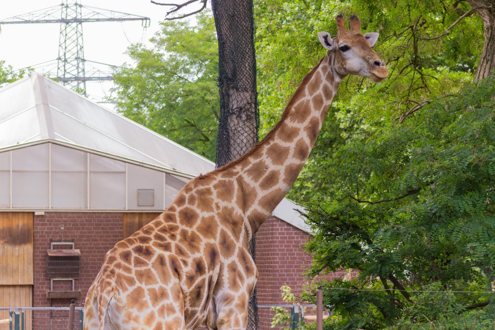 Dortmunder-Zoo_053