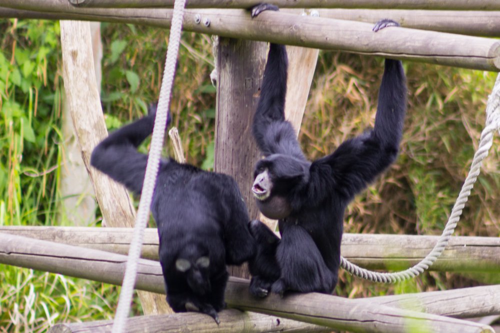 Dortmunder-Zoo_056