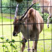 Dortmunder-Zoo_058