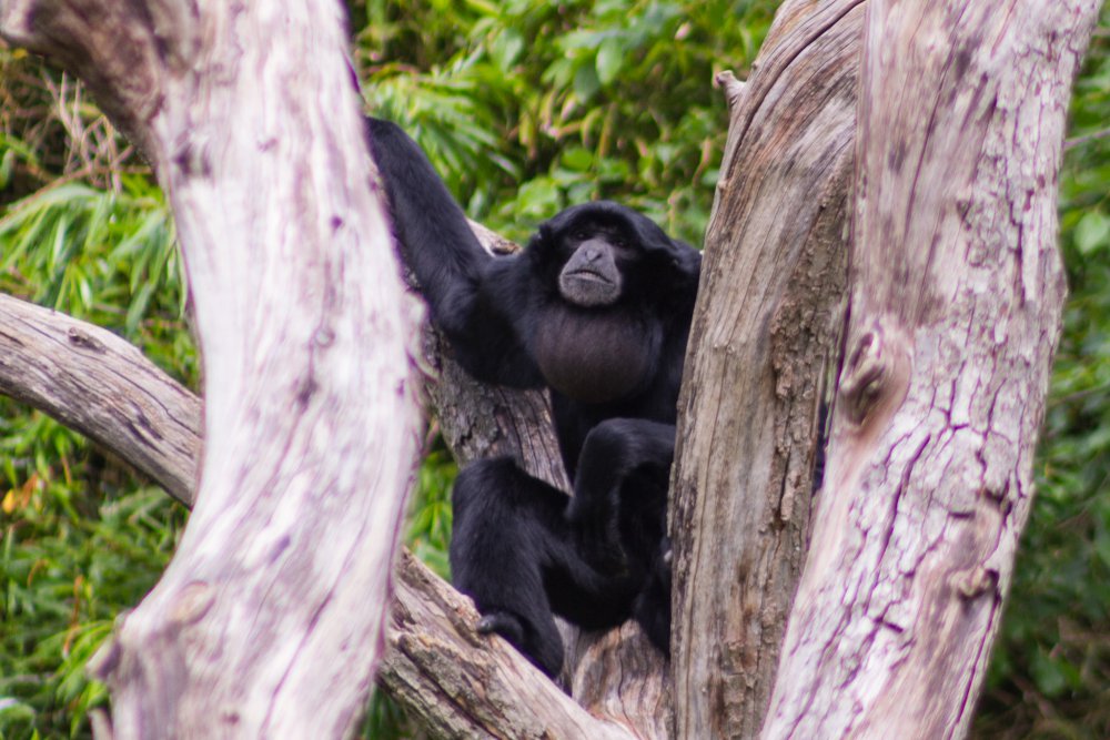 Dortmunder-Zoo_059