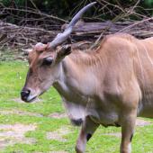 Dortmunder-Zoo_062