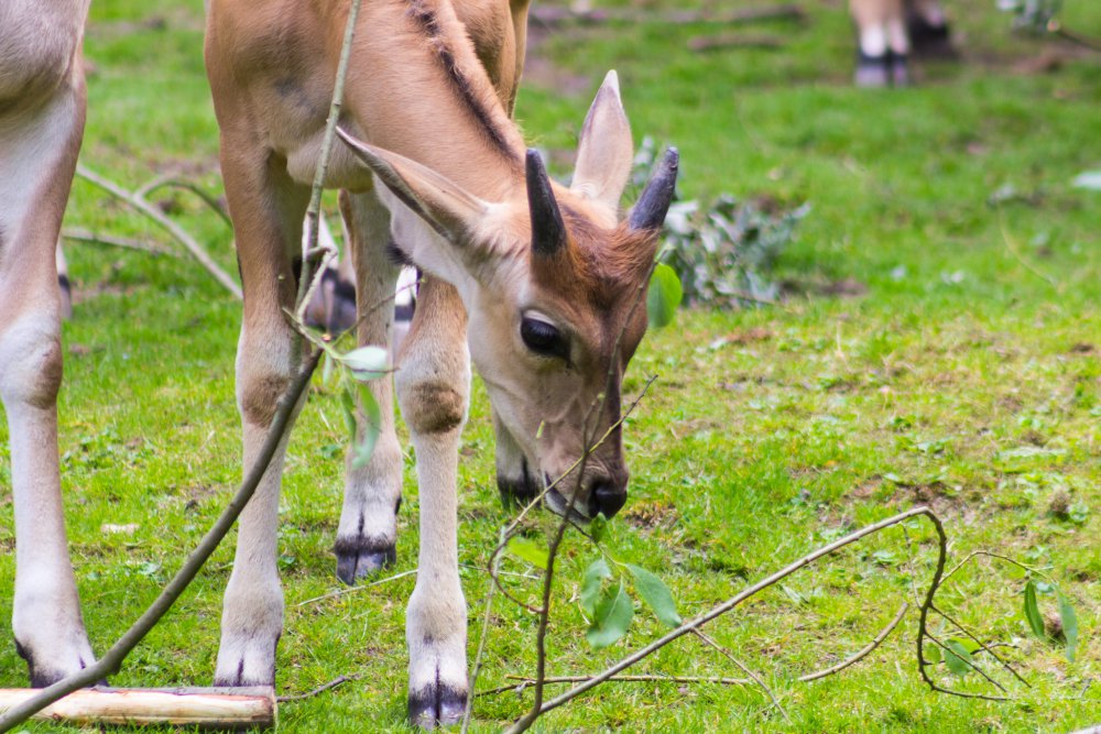 Dortmunder-Zoo_063