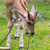 Dortmunder-Zoo_063