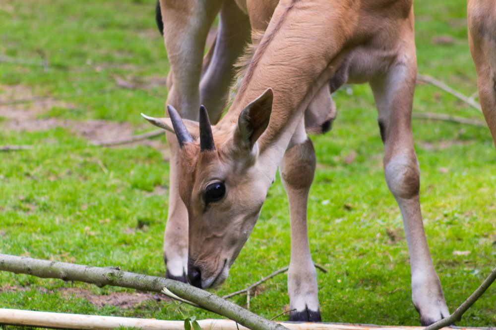 Dortmunder-Zoo_064