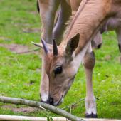 Dortmunder-Zoo_064