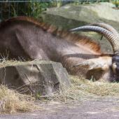 Dortmunder-Zoo_066