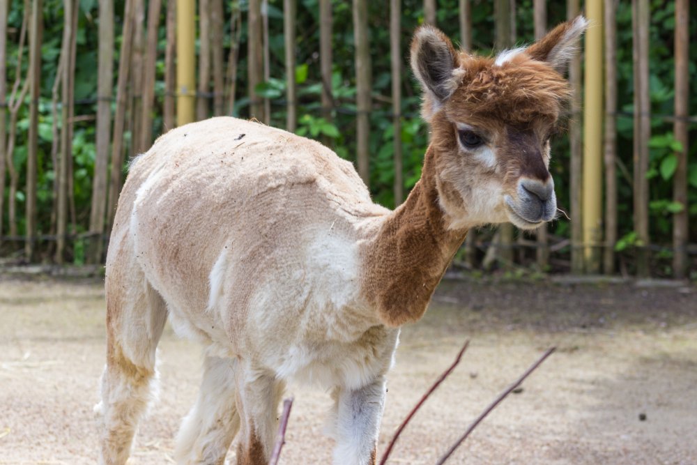 Dortmunder-Zoo_068