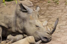 Dortmunder Zoo 28.06.2015