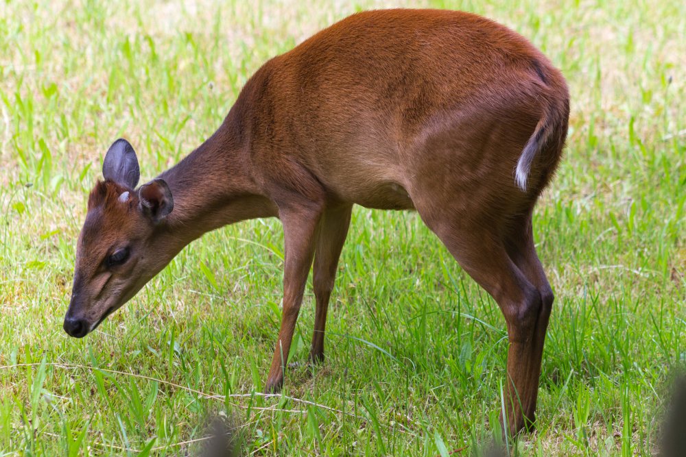 Dortmunder-Zoo_077