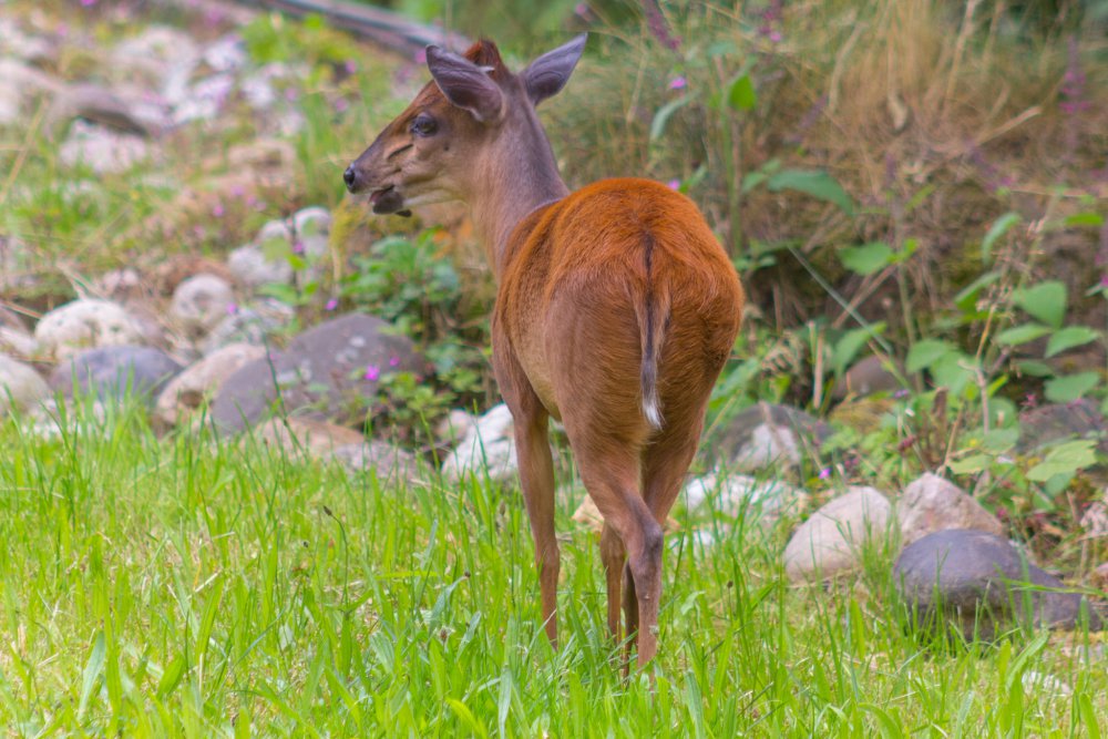 Dortmunder-Zoo_078