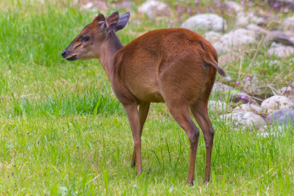 Dortmunder-Zoo_080