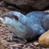 Dortmunder-Zoo_142