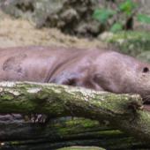 Dortmunder-Zoo_145