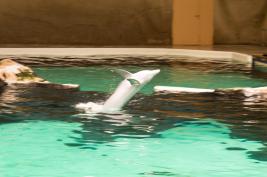 Delfinarium