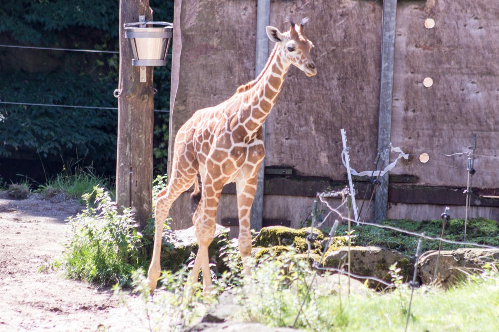 Duisburger-Zoo_005