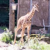 Duisburger-Zoo_005