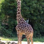 Duisburger-Zoo_006