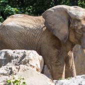 Duisburger-Zoo_031