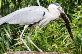 Duisburger Zoo 26.07.2015