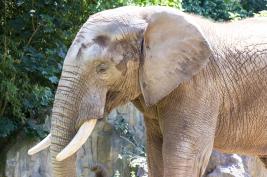 Duisburger Zoo 26.07.2015