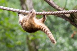 Duisburger Zoo 26.07.2015