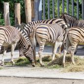 Duisburger-Zoo_331