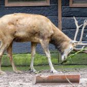 Duisburger-Zoo_354