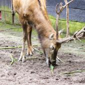 Duisburger-Zoo_358