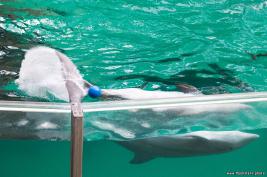 Duisburger Zoo Delfine 27.08.2016