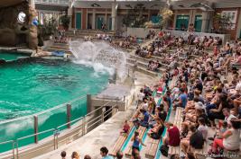 Duisburger Zoo Delfine 27.08.2016