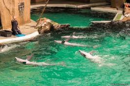 Duisburger Zoo Delfin-Abend 27.08.2016