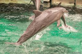 Duisburger Zoo Delfin-Abend 27.08.2016