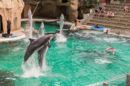 Duisburger Zoo Delfin-Abend 27.08.2016