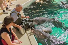 Duisburger Zoo Delfin-Abend 27.08.2016