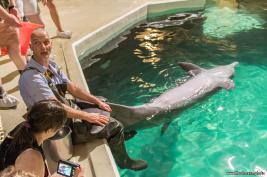 Duisburger Zoo Delfin-Abend 27.08.2016