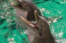 Duisburger Zoo Delfin-Abend 27.08.2016